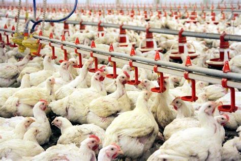 devlet destekli tavuk çiftliği